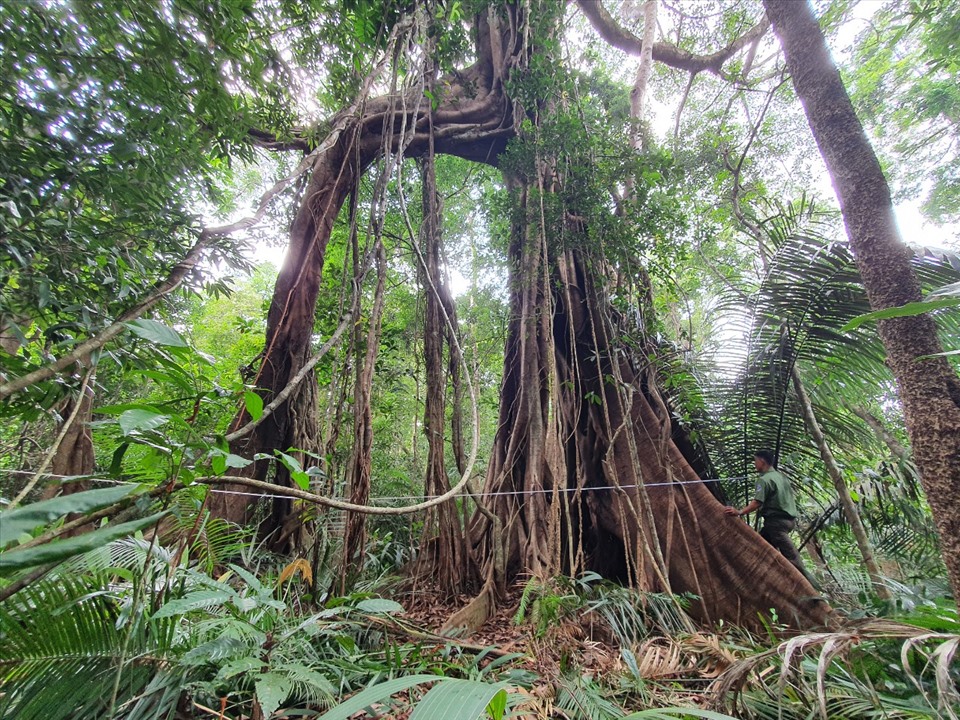 Crape myrtle, ancient banyan trees in Central Highlands recognized as Vietnam heritage trees