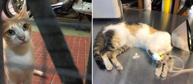 Public anger mounts as Ho Chi Minh City restaurant poisons over 20 feral cats