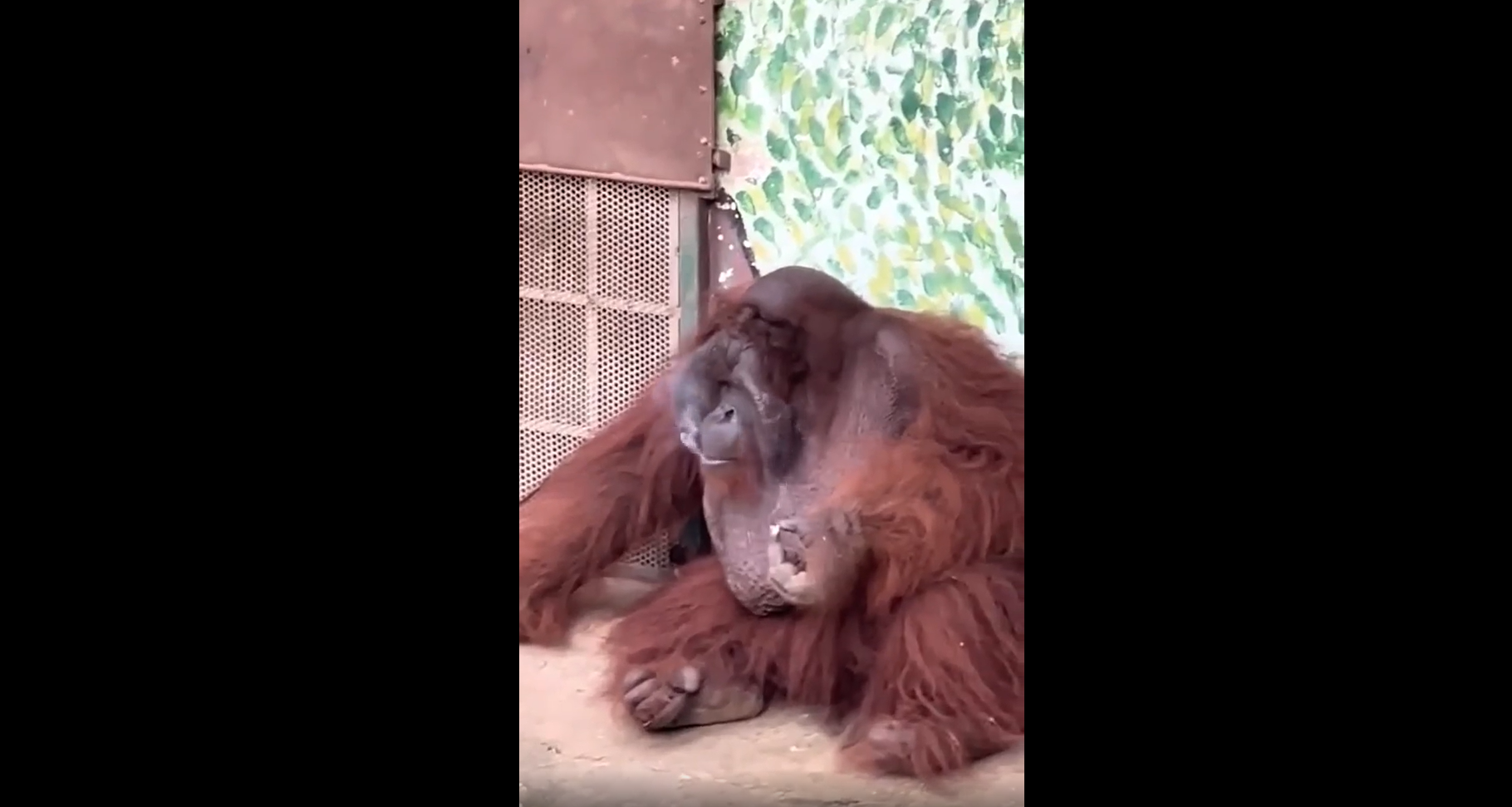 Orangutan filmed smoking cigarette at Ho Chi Minh City zoo
