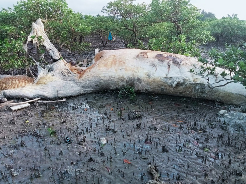 Whale carcass washes up in mangrove forest in northern Vietnam