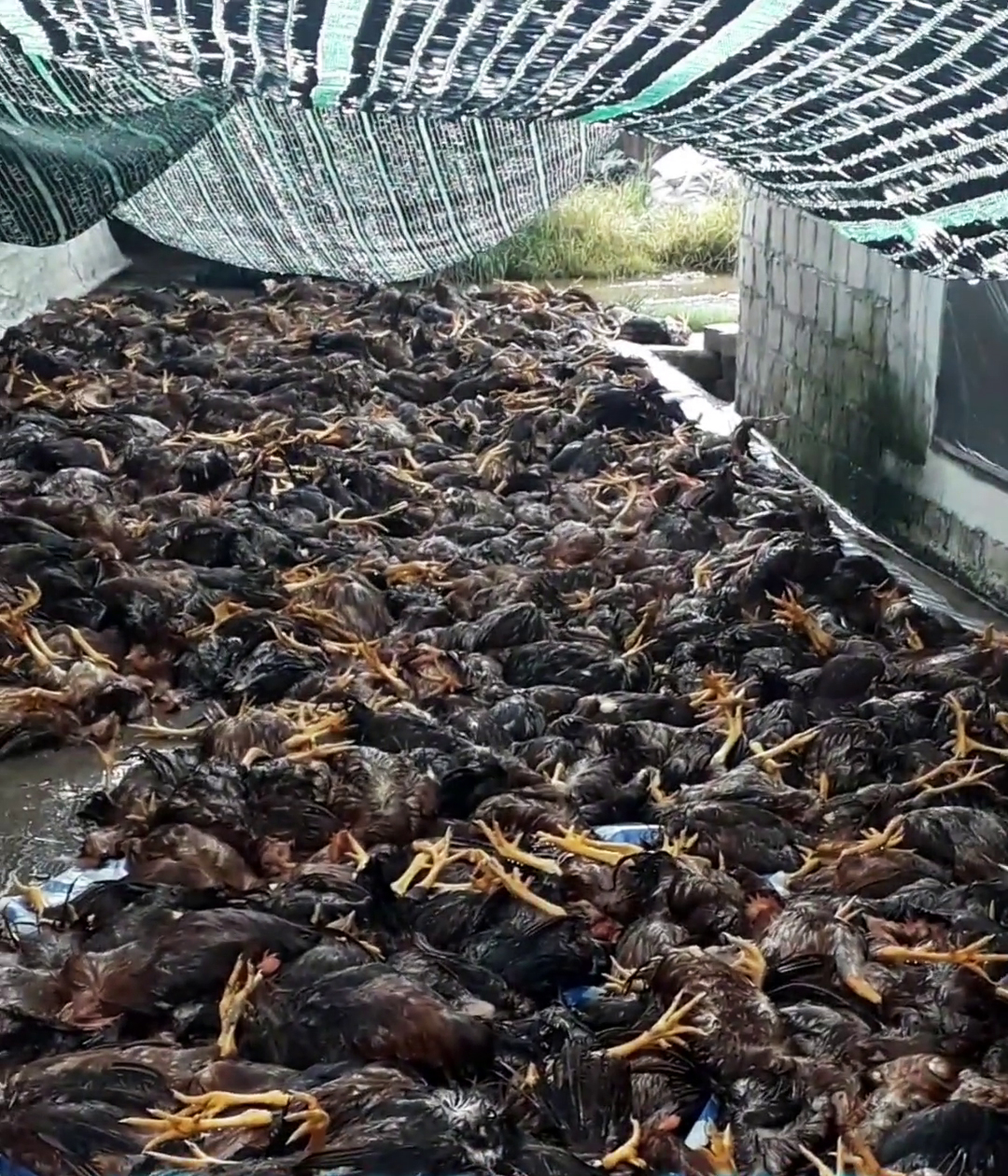 Nearly 6,000 chickens killed as lightning strikes farm in northern Vietnam