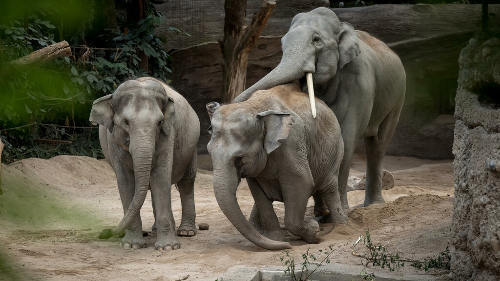 Deadly elephant virus stalks Zurich zoo