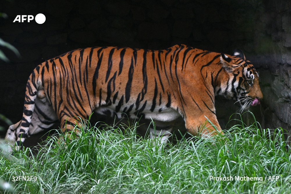 Nepal tiger population roars back after conservation drive