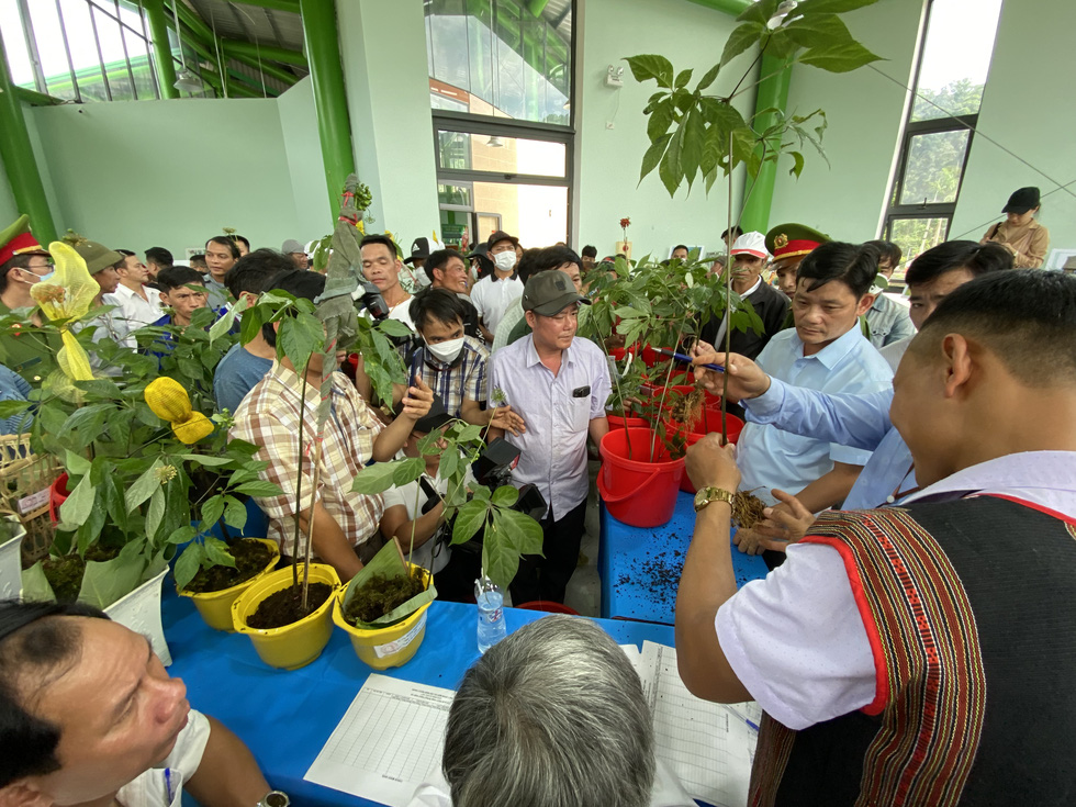 National ginseng festival attracts hundreds of people to central Vietnam