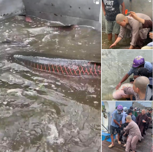 Vietnam fisheries watchdog orders inquiry into video of giant arapaima release