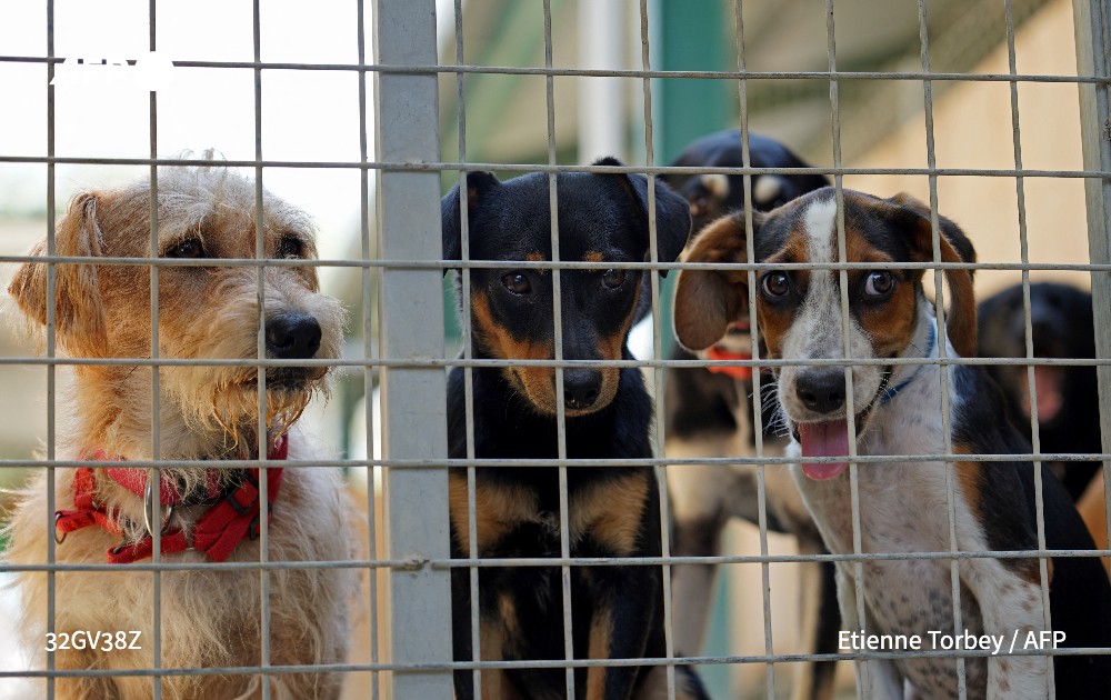 Dog's life in Cyprus as man's best friend dumped