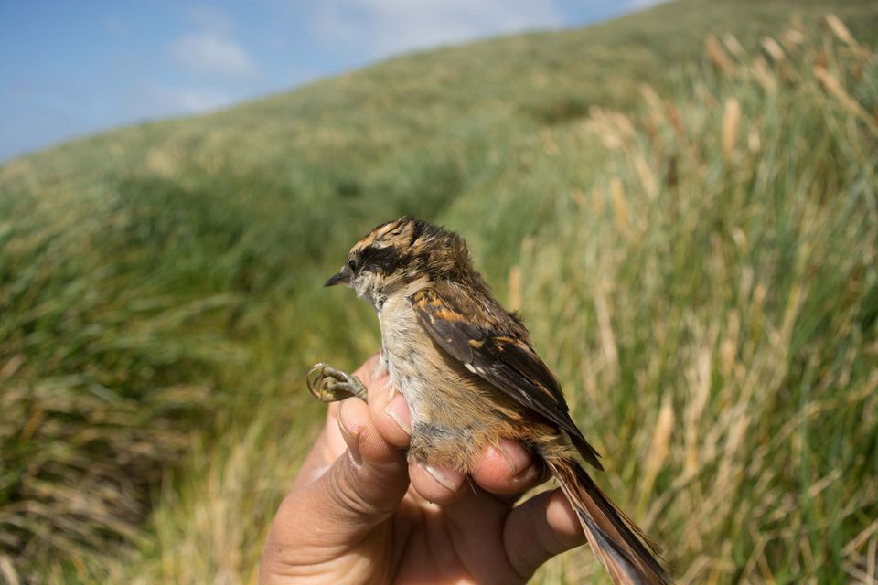 Scientists find new bird species at South America's edge