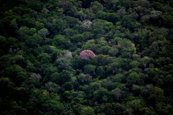 Last member of Brazilian indigenous community found dead