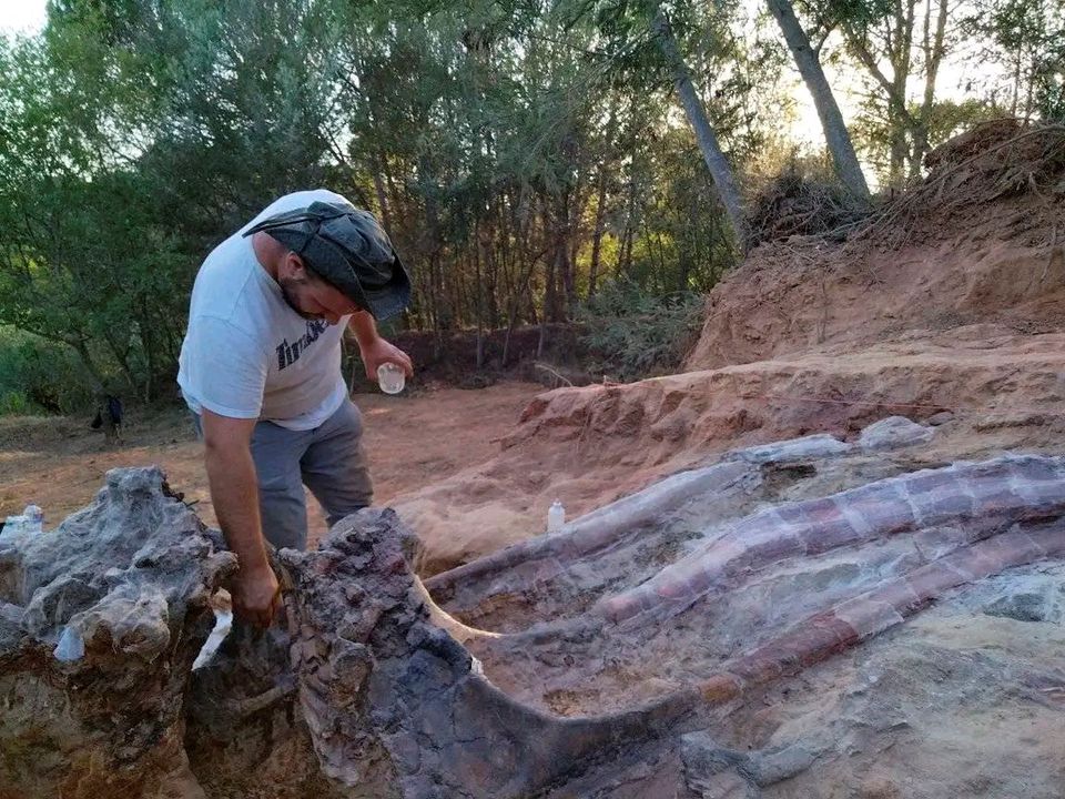 Remains of large dinosaur skeleton unearthed in Portugal