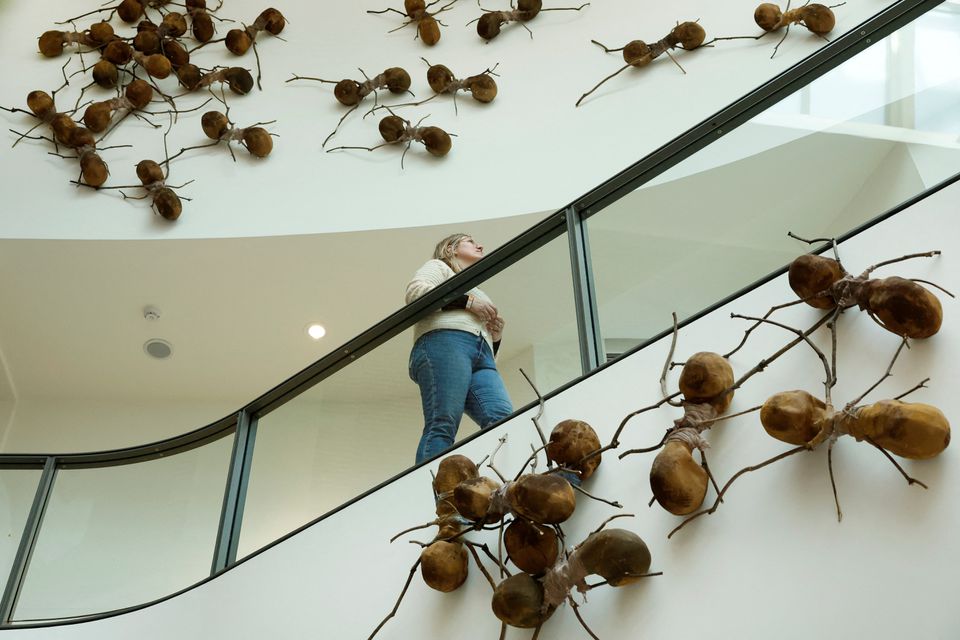 Amsterdam's Rijksmuseum crawling with giant ants