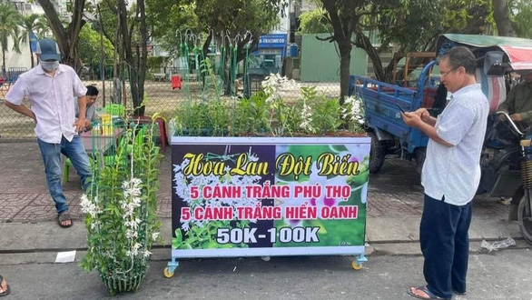 Mutant orchid prices nosedive in Vietnam