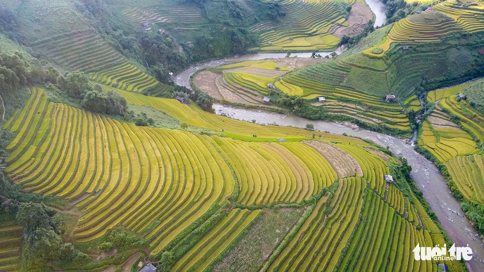 Tourists flock to yellowing rice paddies in Vietnam’s Mu Cang Chai