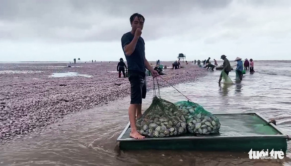 Dozens of tons of clams pushed ashore by typhoon in Vietnam