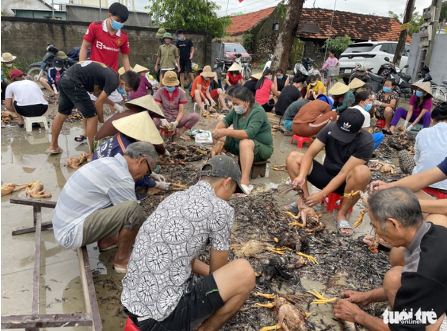 Thousands of chickens killed by floods in Vietnam