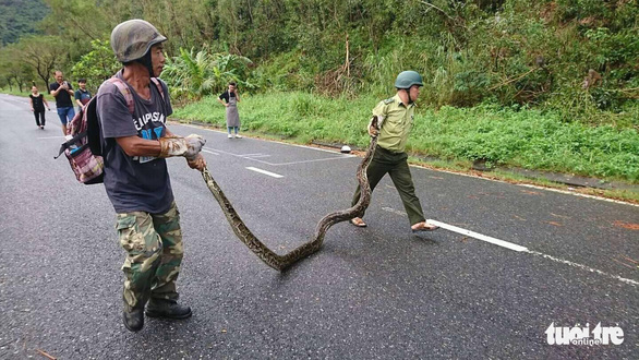 Da Nang forest protection officers capture 30kg python in residential area