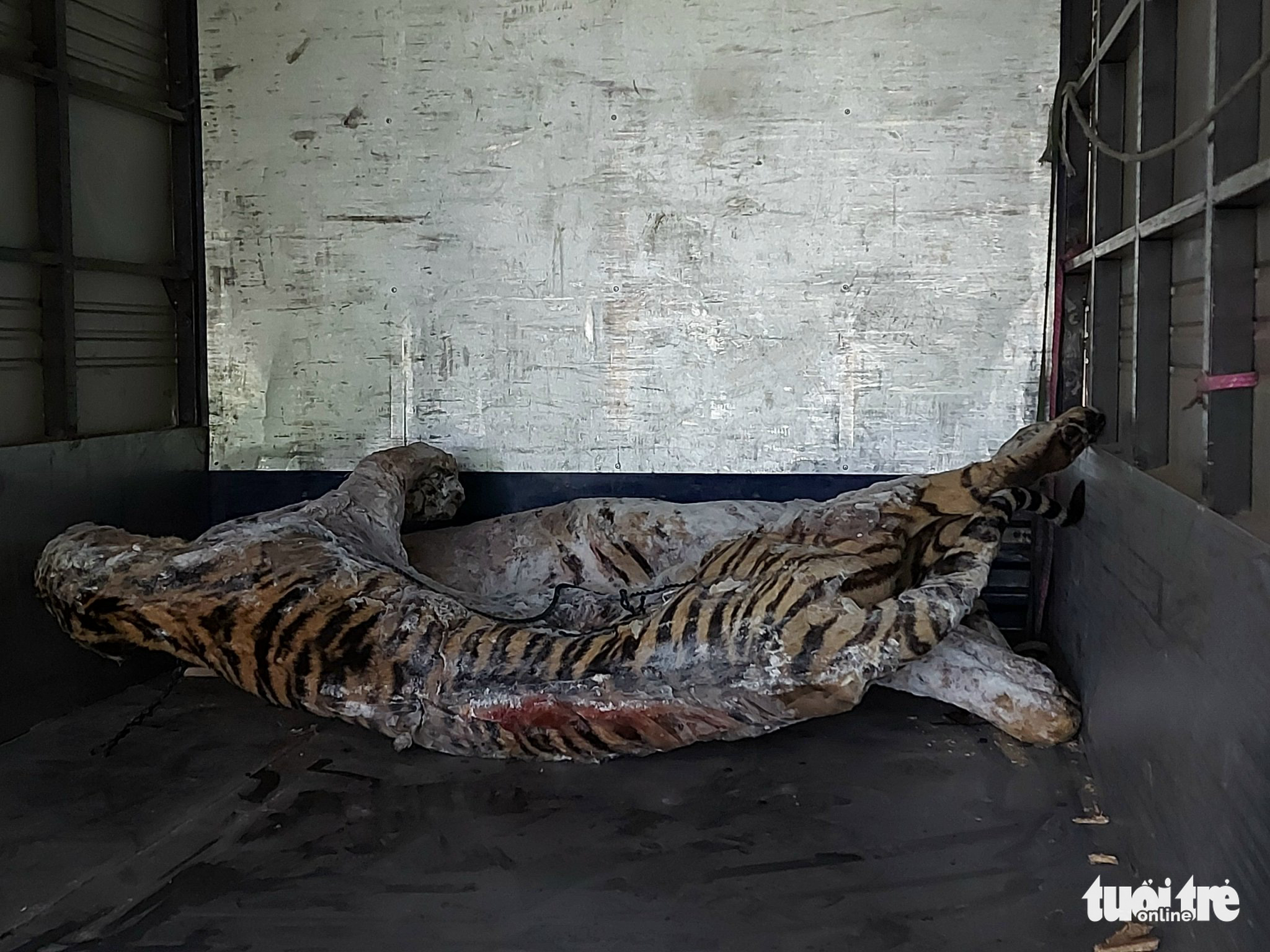Vietnam museum to exhibit 9 tiger carcasses from illegal wildlife trade