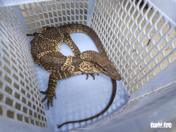 Rare, endangered clouded monitor, long-tailed macaque handed in to Ho Chi Minh City rangers