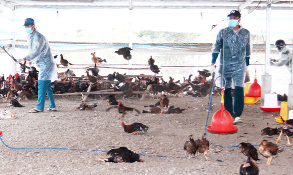 Vietnam reports first human case of H5 bird flu since 2014
