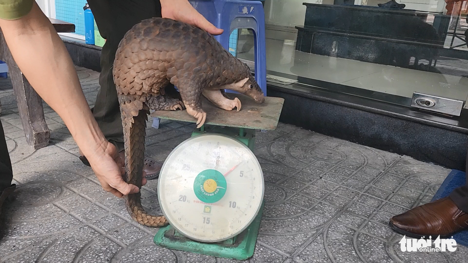 Men find rare Javan pangolin on Ho Chi Minh City sidewalk