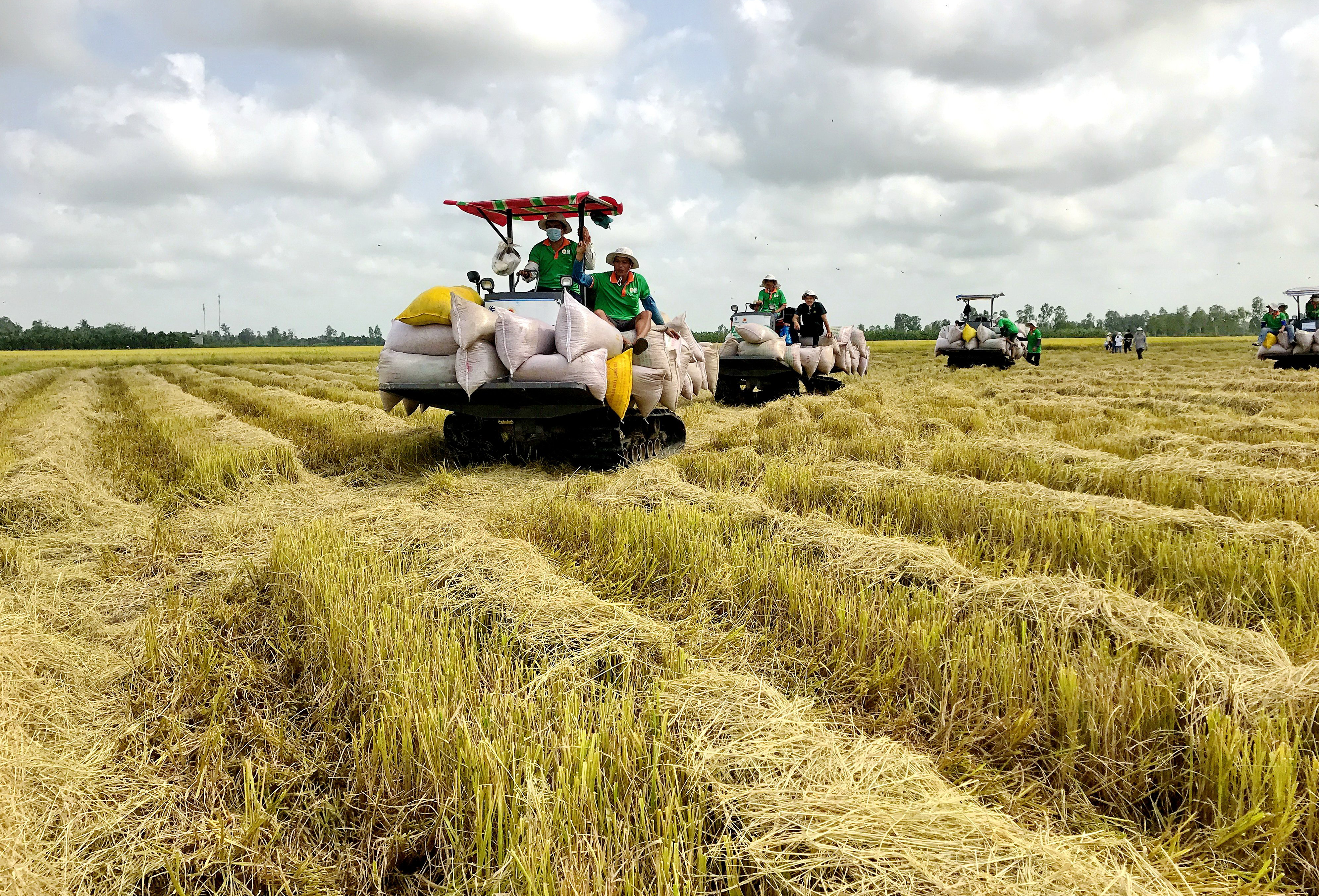 Vietnam Jan-Oct rice exports at 6.1 mln tonnes, up 17.2% y/y: statistics office