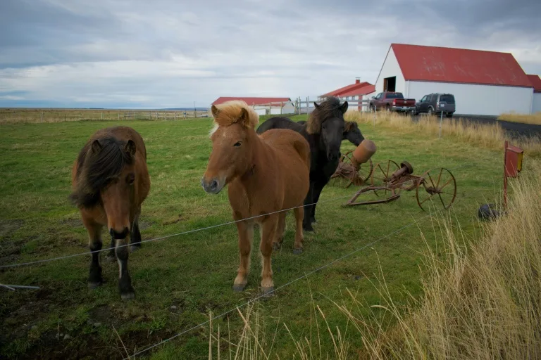 Activists see red over Iceland's blood mares