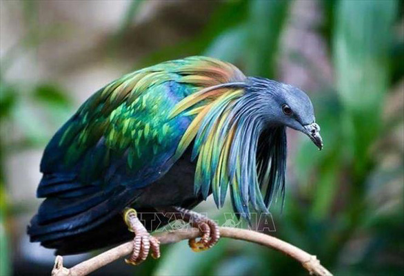 Beautiful Nicobar pigeons, globally endangered, spotted in Vietnam’s Con Dao National Park