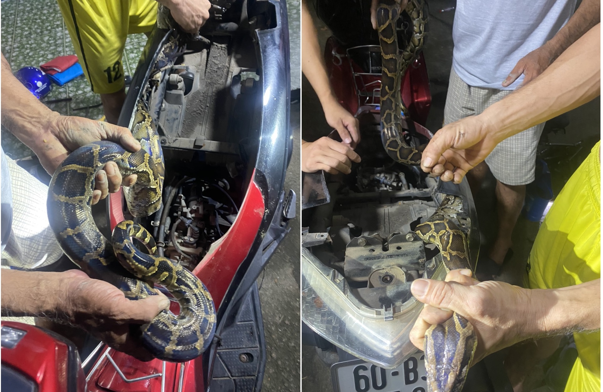 Ho Chi Minh City man catches python nesting in motorbike trunk