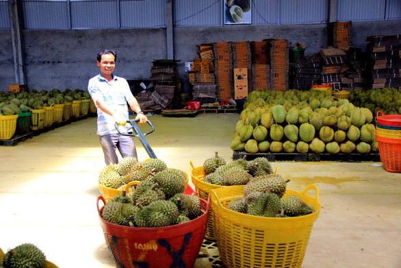 Vietnam sees growth in veggie, fruit exports as banana, durian exports to China rise