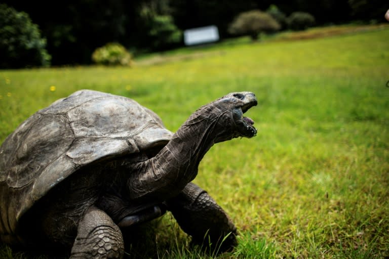 Shell-ebrity: World's oldest tortoise turns 190 (ish)