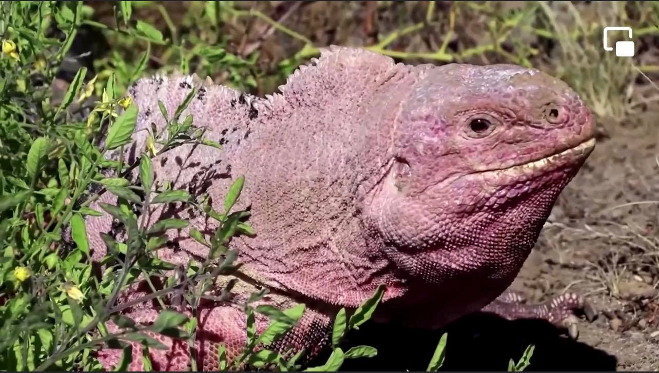 Endangered pink iguana hatchlings seen for first time on Galapagos island