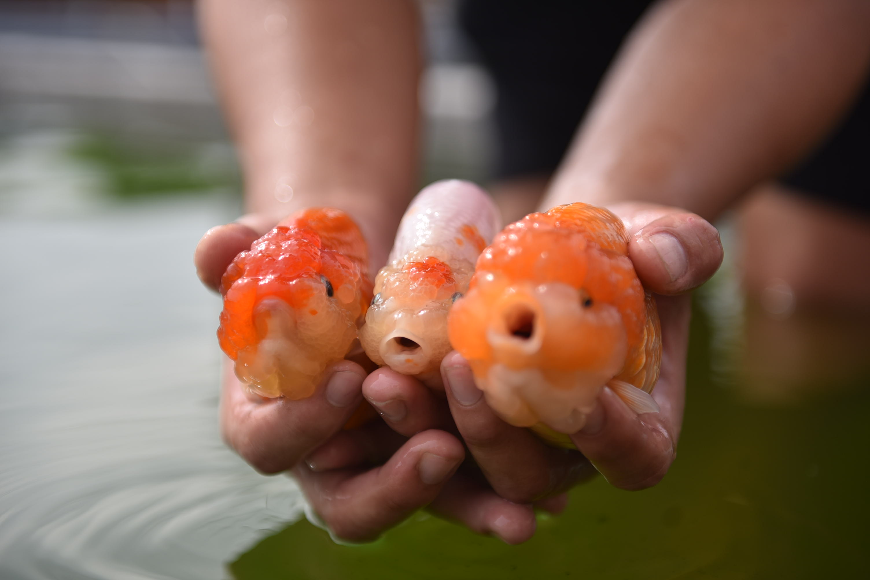 Vietnamese man makes a fortune out of goldfish