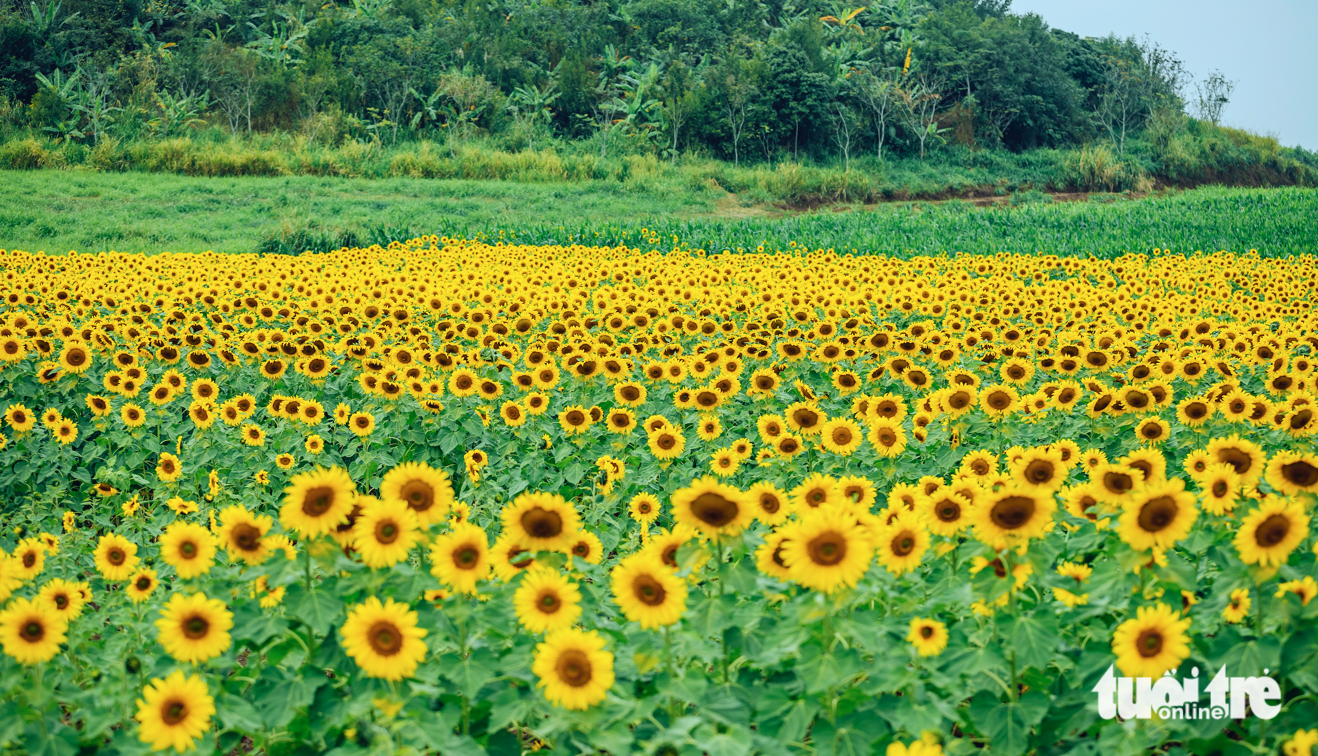 Sunflower field attracts visitors over New Year weekend in north-central Vietnam