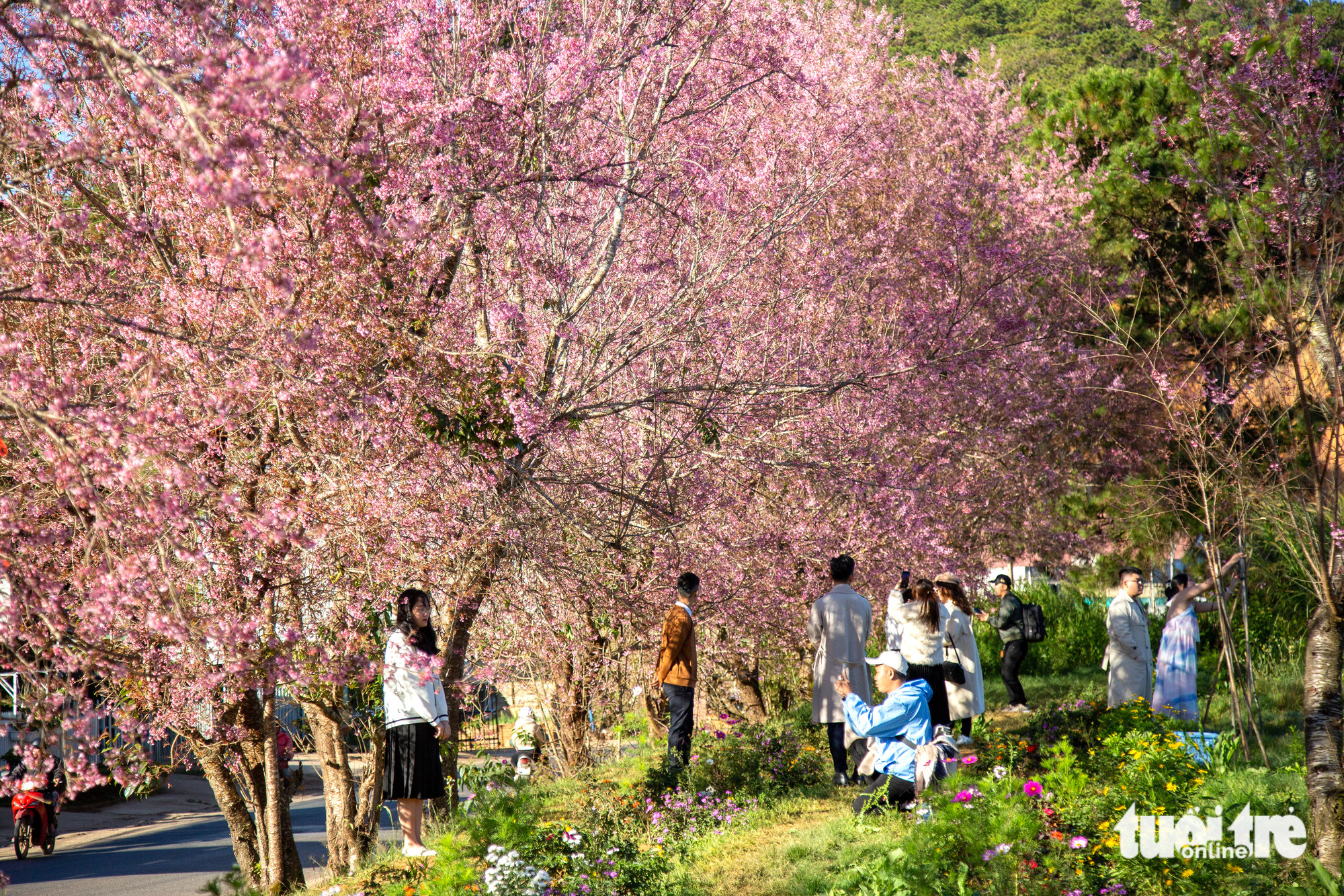 Blooming cherry-like apricot trees welcome Tet in Vietnam’s Da Lat