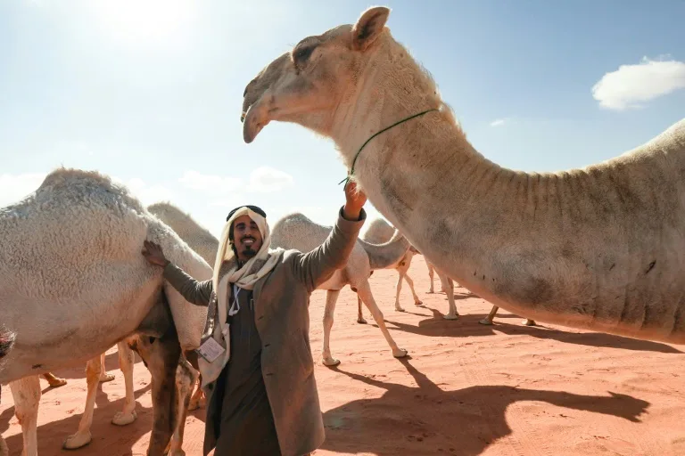 Saudi camel-whisperers use 'special language' to train herd