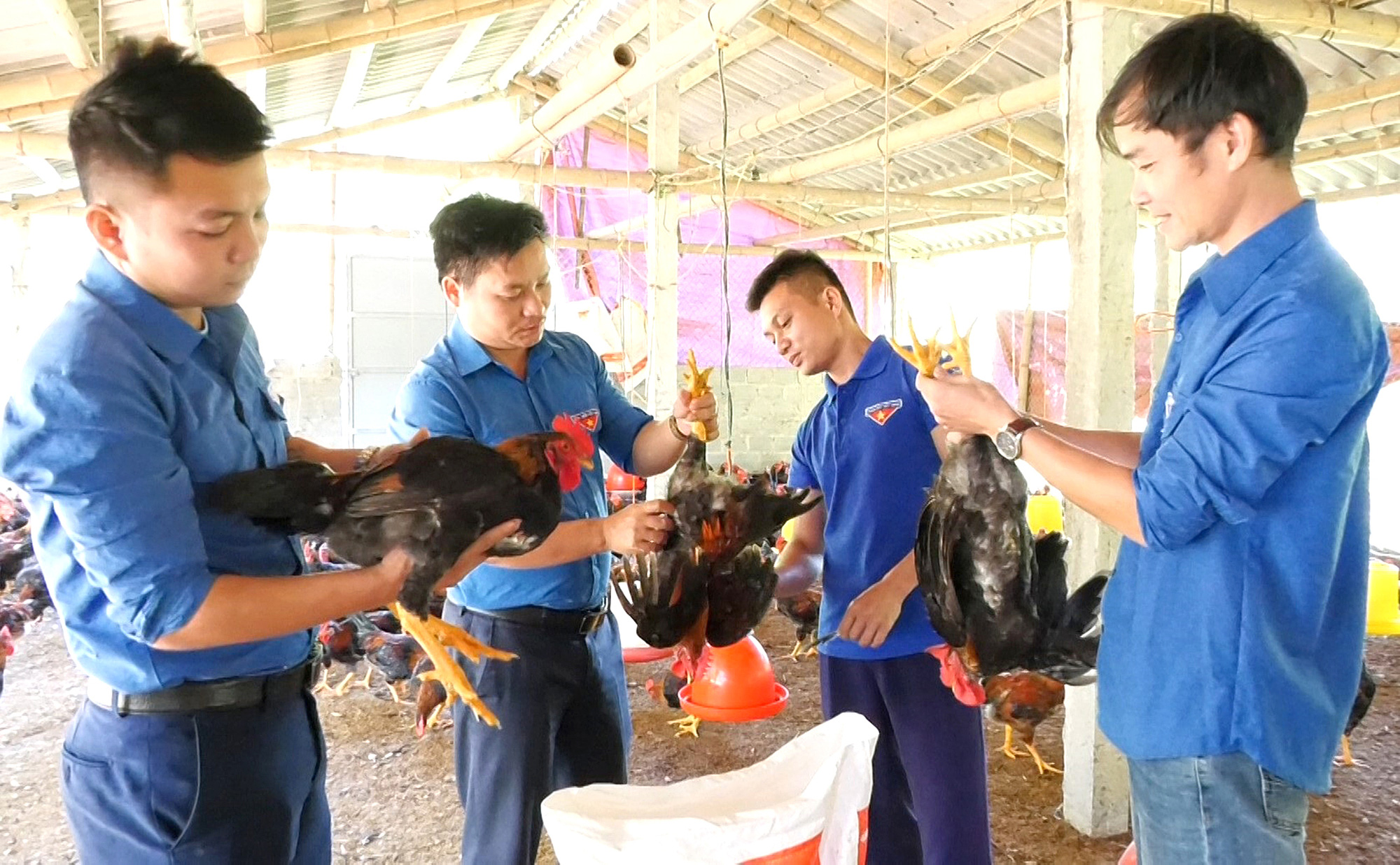 Building brand name for local chicken breed in Vietnam