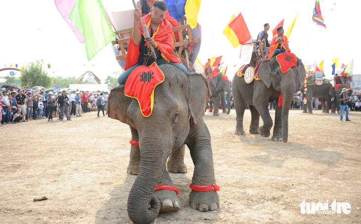 Vietnam’s Central Highlands province ceases elephant ride service