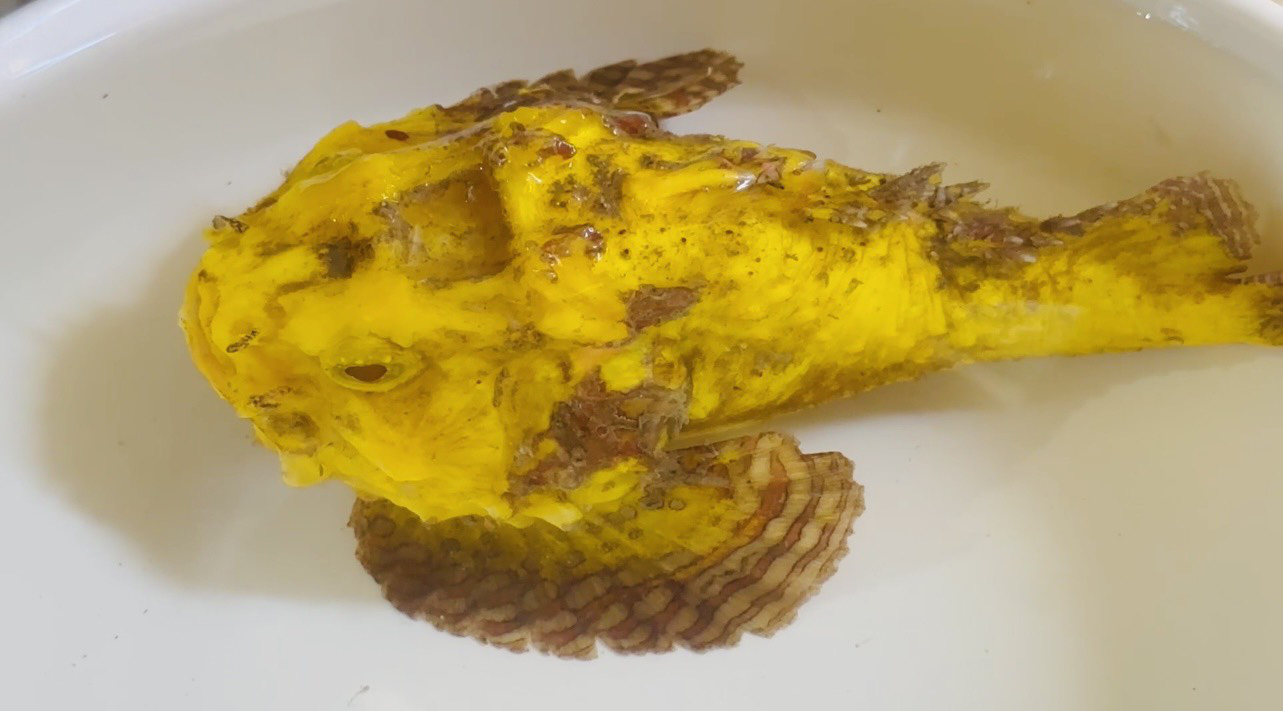 Golden stonefish caught off central Vietnam coast