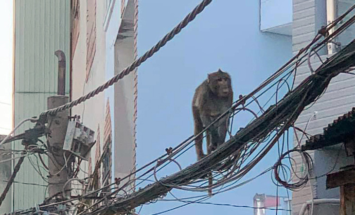 Long-tailed macaque seen in Ho Chi Minh City residential area