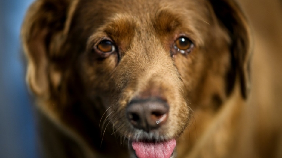 World's oldest dog Bobi, 30, is also one of the luckiest