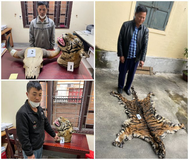 Vietnamese men indicted for trading in tiger skins, heads