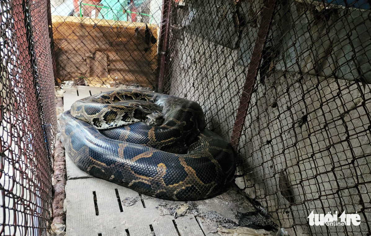 Resident hands over 63kg python to forest protection officers in Ho Chi Minh City