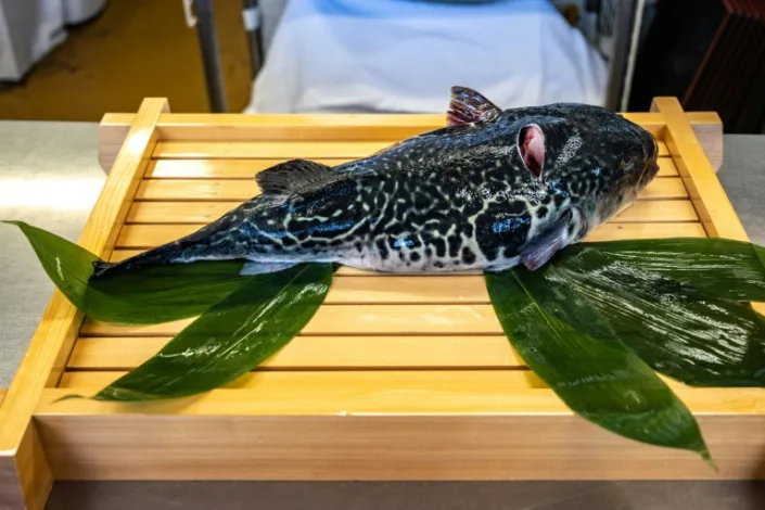 'Lucky tiger': Fukushima fishermen pin hopes on pufferfish