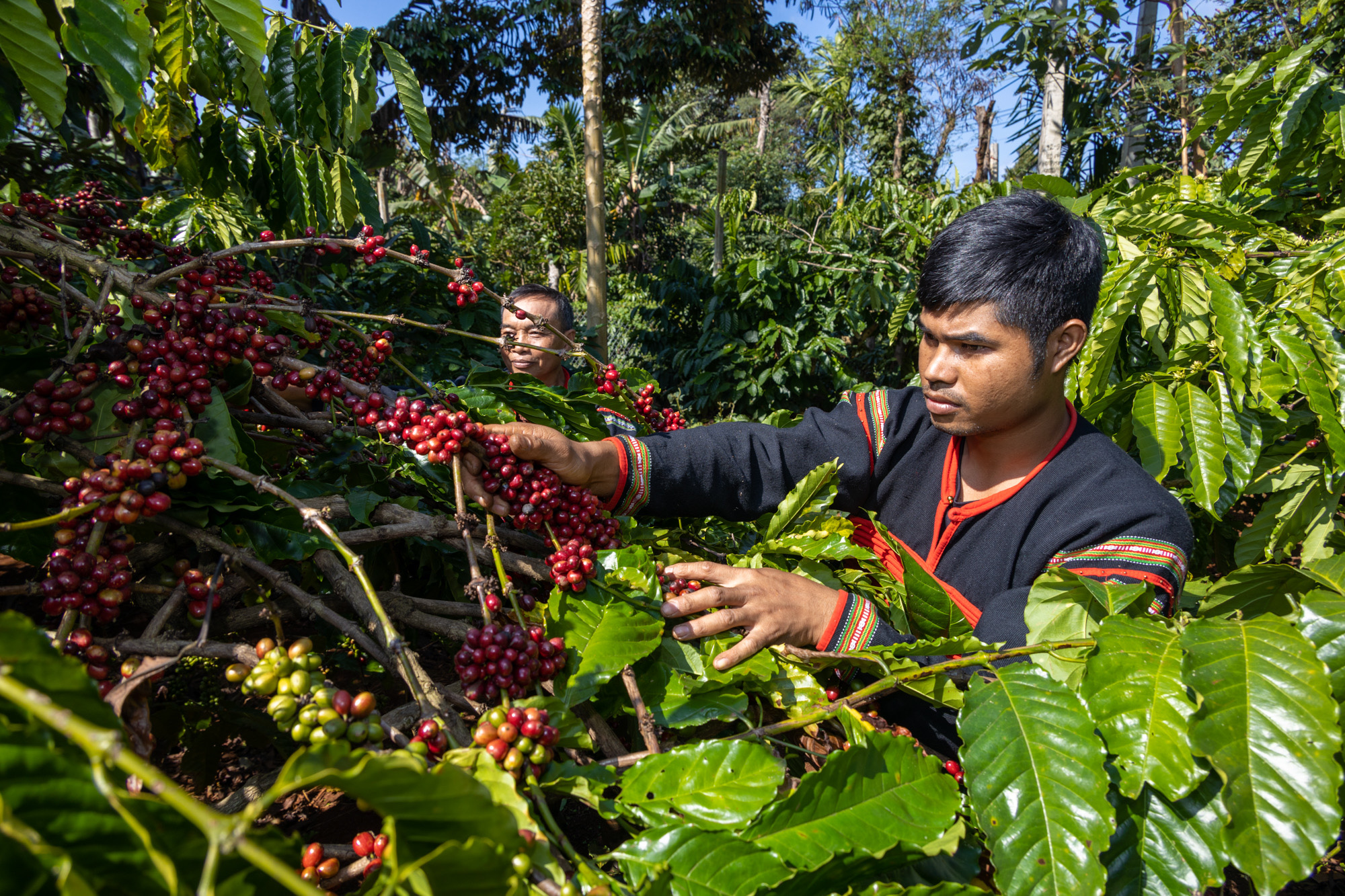 Vietnam’s Central Highlands province to open coffee street next month