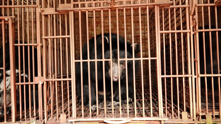 5 bears handed over to rescue center in Vietnam