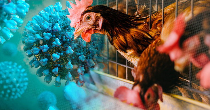 Vietnam acts to prevent H5N1 bird flu virus following first death in Cambodia