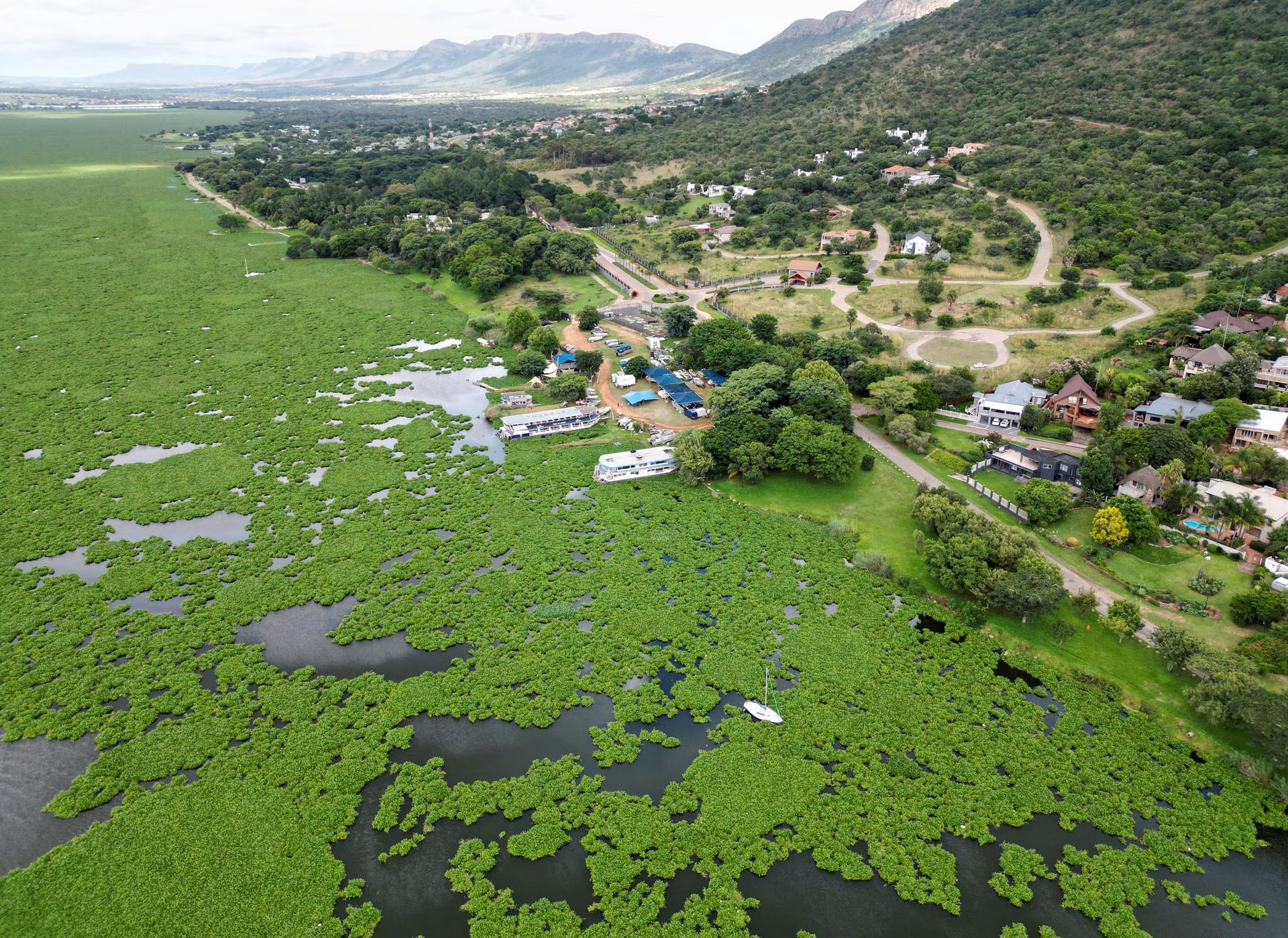 South African scientists use bugs in war against water hyacinth weed