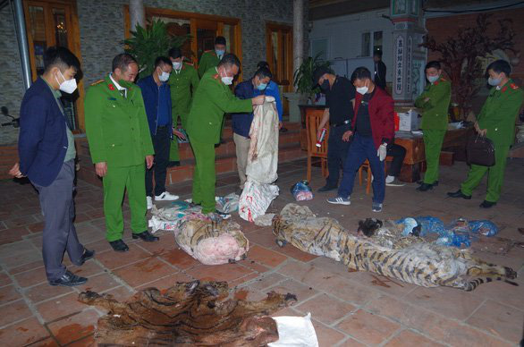 Former commune chairman receives 3 years in jail for slaughtering tiger in northern Vietnam