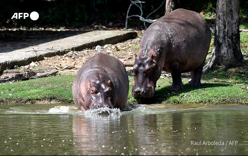 Colombia hopes to remove dead drug lord's hippos