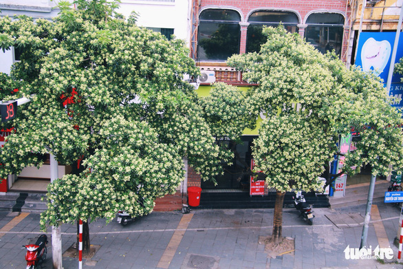 Hanoi to plant some 400,000 trees by 2025