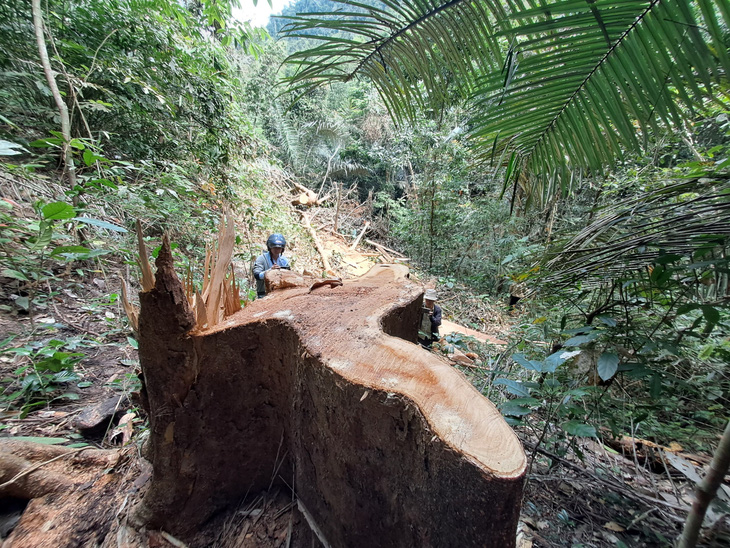 Centuries-old trees illegally cut down in Vietnam protection forest